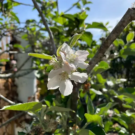 Apartament No Ceu - A Fully Private Flat In The Sky With Ocean View *