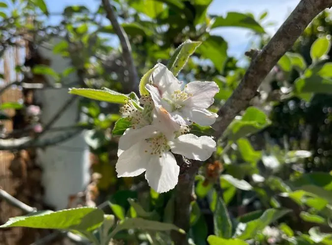 Апартаменты No Ceu - A Fully Private Flat In The Sky With Ocean View *